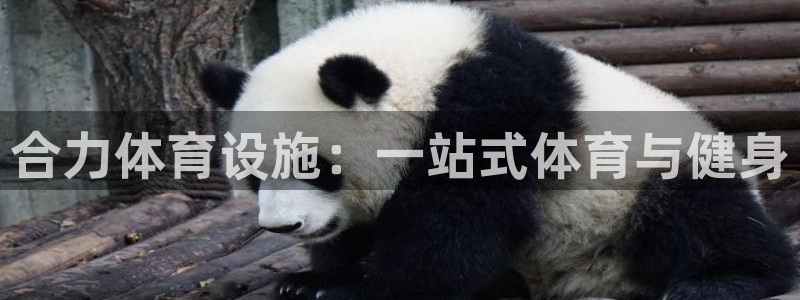 意昂3开户：合力体育设施：一站式体育与健身